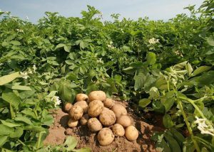 Teaching potato preparation cultivation