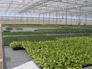 Greenhouse with Ebb and Flow