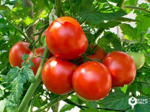 Teaching Tomato Seeds Home