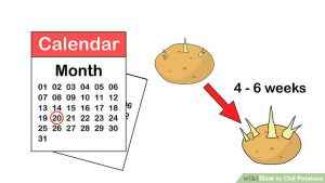 Teaching potato preparation cultivation