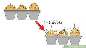 Teaching potato preparation cultivation