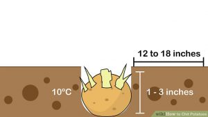 Teaching potato preparation cultivation