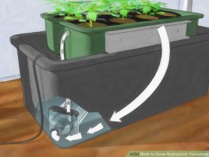 Teaching implementationtomato hydroponic planting system