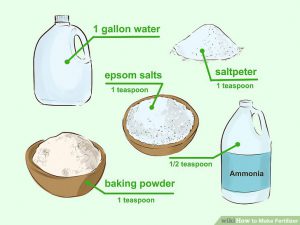 Learn use Epsom salt fertilize