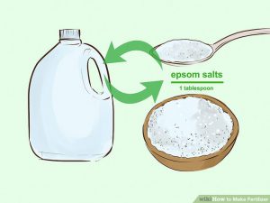 Learn use Epsom salt fertilize