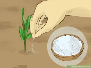 Learn use Epsom salt fertilize