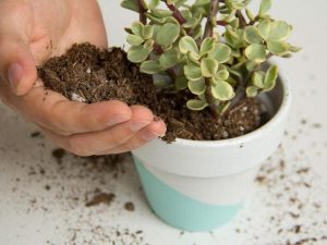 Care maintenance pots