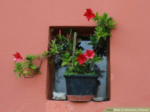 Care maintenance pots