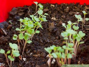 Care maintenance pots