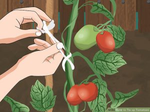 Learn how defrost tomatoes