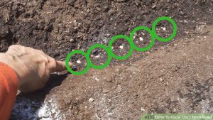 Training planting corn seeds