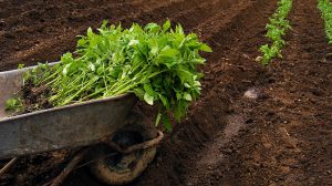 Teaching seedling tomato seeds garden