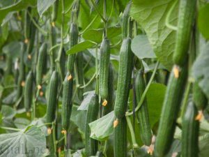 Cucumber planting training