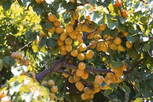 Apricot seedling training