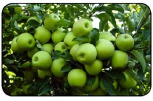 Apple tree planting instruction