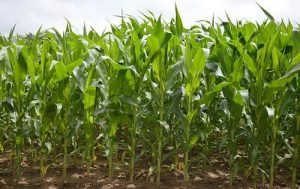 Cultivation corn