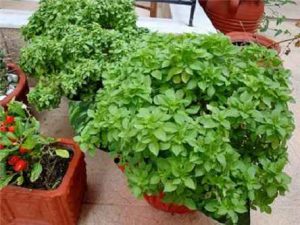 Basil Planting Training