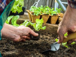 Vegetable planting training