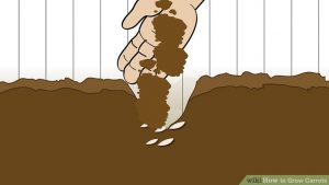 Carrot Planting Training