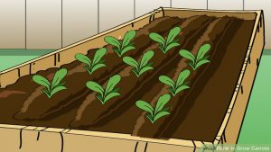 Carrot Planting Training