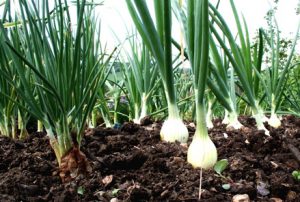 Onion planting training