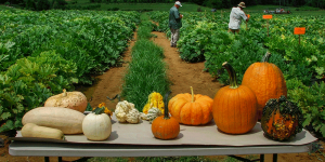 Winter pumpkin planting training