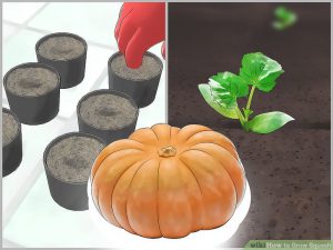 Winter pumpkin planting training