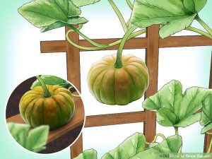 Winter pumpkin planting training