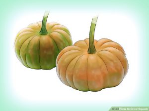 Winter pumpkin planting training