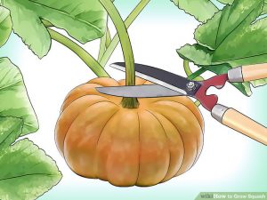 Winter pumpkin planting training