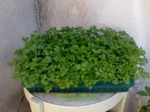 Coriander Planting Training