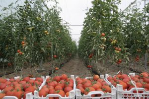 Teaching tomatoes hydroponically