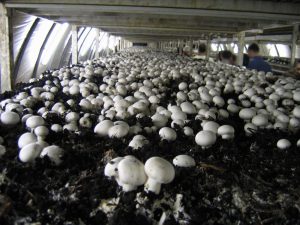 Cultivation hydroponic cultures