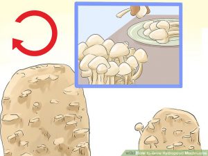  Cultivation hydroponic cultures