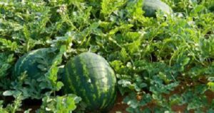 Education watermelon cultivation