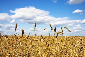 Education wheat cultivation