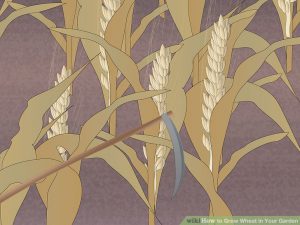 Education wheat cultivation