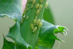 Aphids control training