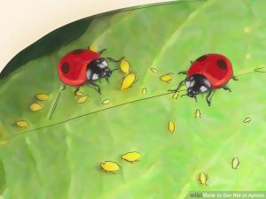 Aphids control training