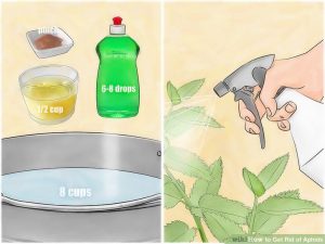 Aphids control training