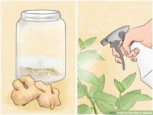 Aphids control training