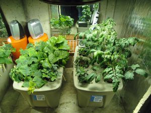 Implementing home hydroponic system
