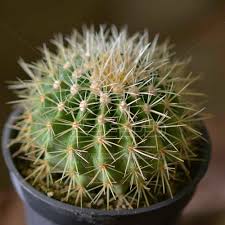 Ensure long term cactus health