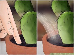 Ensure long term cactus health