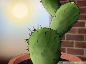 Ensure long term cactus health