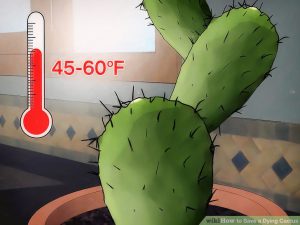 Ensure long term cactus health