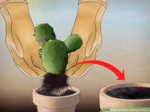 Ensure long term cactus health