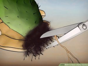 Ensure long term cactus health