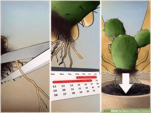 Ensure long term cactus health