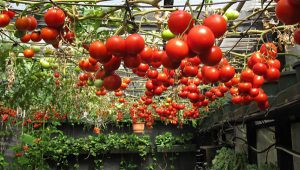 Create right conditions tomato growth hydroponic system